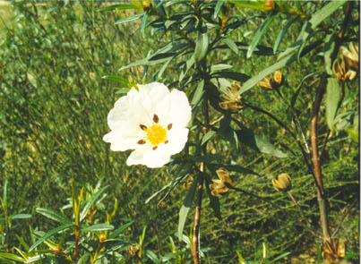 Flor de la Jara